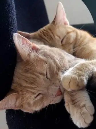 Любовь и кошки