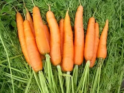 Любовь - морковь