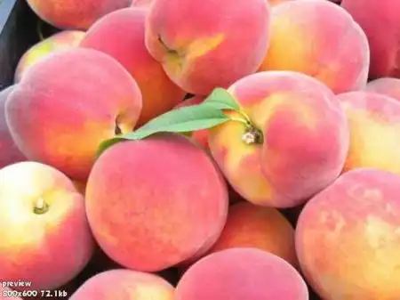 Персик - один из наиболее соблазнительных летних фруктов.