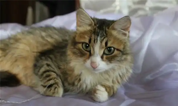 Красавица-кошка Ласка в самые добрые руки!!!