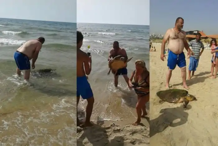 В Ливане отдыхающие до полусмерти замучили черепаху, делая с ней селфи
