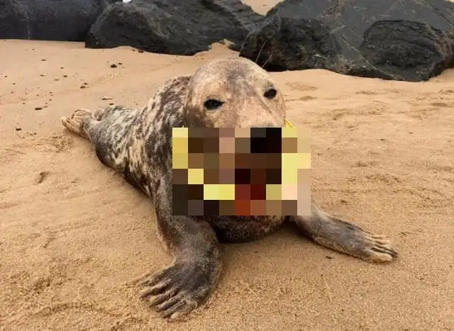 На побережье Британии найден тюлень с кольцом на шее