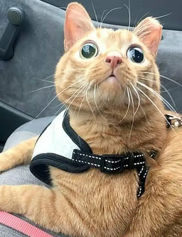 Самый глазастый в мире кот по кличке Картошка