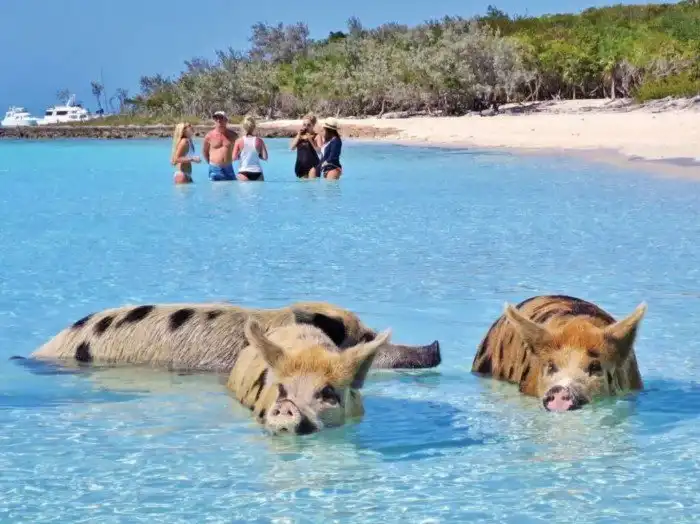 Пиг Бич: Райский остров, на котором свиньи живут лучше большинства людей!