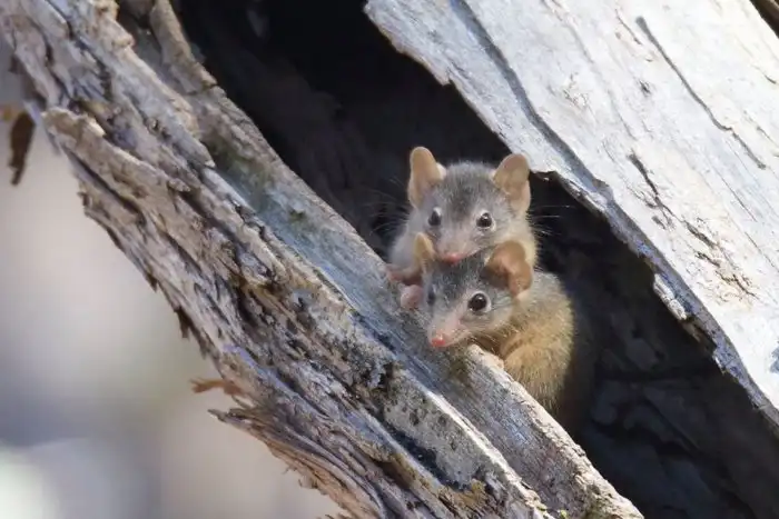Сумчатая мышь: Одноразовые самцы. Брачный период высасывает их жизнь до состояния мумии