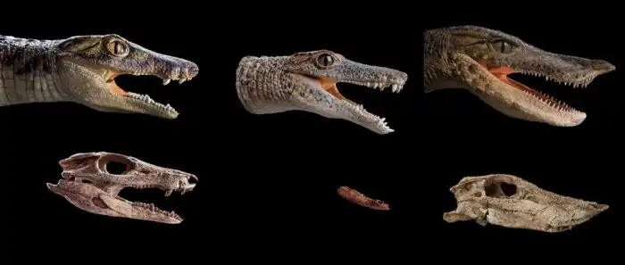 Арарипезух: Целая куча травоядных крокодилов. Убойная эволюция мезозоя вводит в ступор