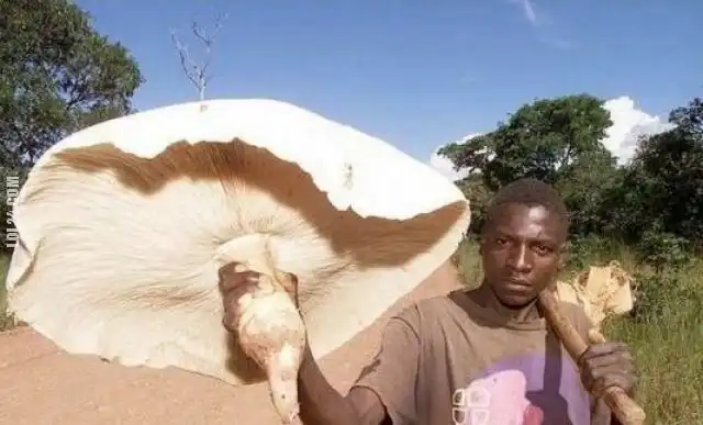 Гриб-кормилец. Термиты выращивают в Африке гигантские грибы, которые кормят целые семьи