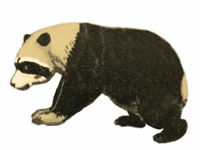 Чапалмалания: Енот размером с медведя. Почему вымер такой крутой зверь?