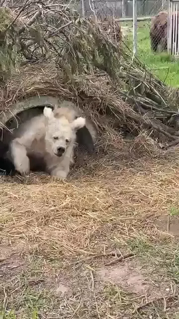Медведь, только что вышедший из зимней спячки