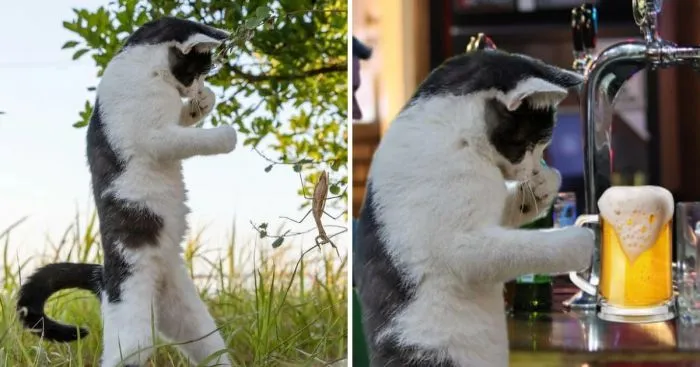 Кот в боевой стойке стал героем битвы фотошоперов