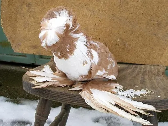 Якобинский голубь: Селекция на грани абсурда. Как живут птицы с зарослями перьев на голове?